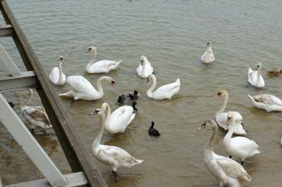 Pogoria III Pogoria III