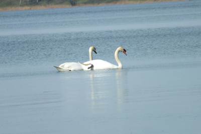 Pogoria III Pogoria III