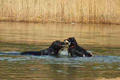 Pogoria III Pogoria III