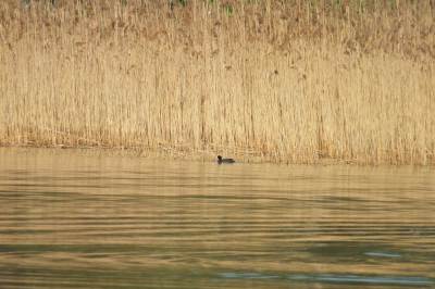 Pogoria III Pogoria III