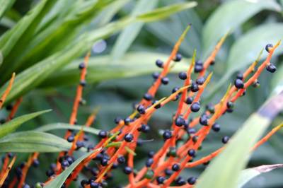 Ogród botaniczny w Zabrzu Ogród botaniczny w Zabrzu