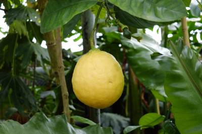 Ogród botaniczny w Zabrzu Ogród botaniczny w Zabrzu