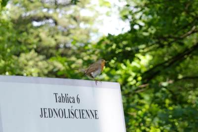 Ogród botaniczny w Zabrzu Ogród botaniczny w Zabrzu