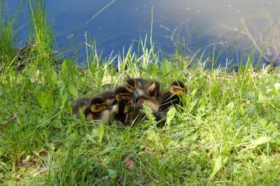 Ogród botaniczny w Zabrzu Ogród botaniczny w Zabrzu