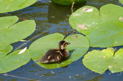 Ogród botaniczny w Zabrzu Ogród botaniczny w Zabrzu
