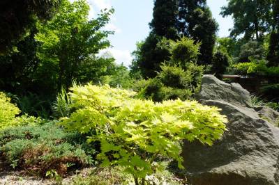 Ogród botaniczny w Zabrzu Ogród botaniczny w Zabrzu