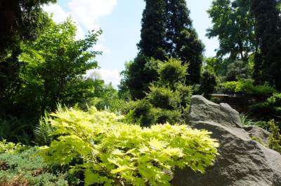 Ogród botaniczny w Zabrzu Ogród botaniczny w Zabrzu