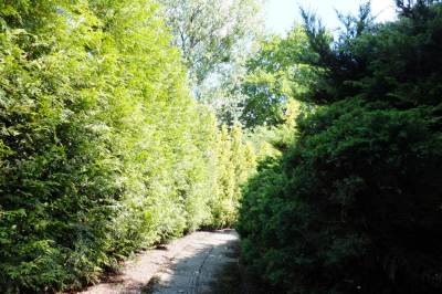 Ogród botaniczny w Zabrzu Ogród botaniczny w Zabrzu