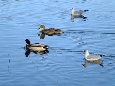 Park w Świętochłowicach "Skałka" Park w Świętochłowicach "Skałka"