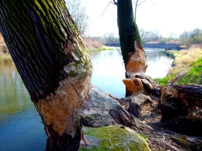 Meandry Odry Meandry Odry