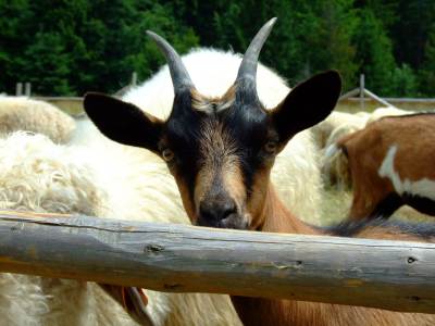 Rycerzowa Wielka Rycerzowa Wielka