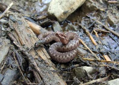 Magurka Radziechowska, Skrzyczne Magurka Radziechowska, Skrzyczne