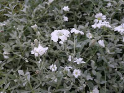 Ogród botaniczny w Zabrzu Ogród botaniczny w Zabrzu