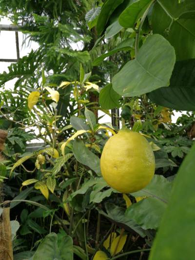 Ogród botaniczny w Zabrzu Ogród botaniczny w Zabrzu