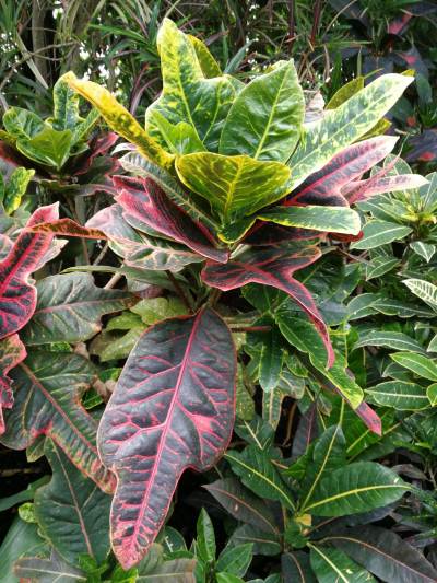 Ogród botaniczny w Zabrzu Ogród botaniczny w Zabrzu