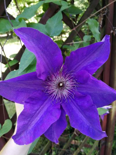 Ogród botaniczny w Zabrzu Ogród botaniczny w Zabrzu