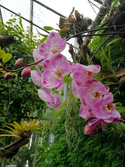 Ogród botaniczny w Zabrzu Ogród botaniczny w Zabrzu