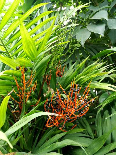 Ogród botaniczny w Zabrzu Ogród botaniczny w Zabrzu