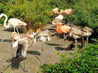 ZOO Ostrawa (Ostrava) ZOO Ostrawa (Ostrava)