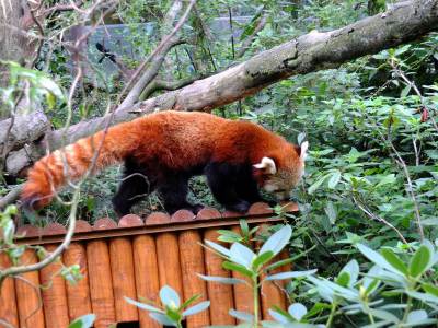 ZOO Ostrawa (Ostrava) ZOO Ostrawa (Ostrava)