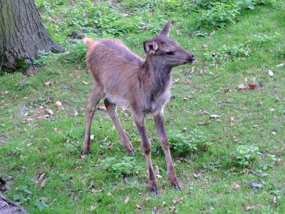 ZOO Ostrawa (Ostrava) ZOO Ostrawa (Ostrava)