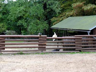 ZOO Ostrawa (Ostrava) ZOO Ostrawa (Ostrava)