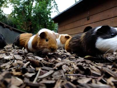 ZOO Ostrawa (Ostrava) ZOO Ostrawa (Ostrava)