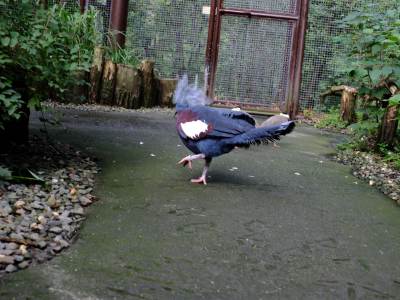 ZOO Ostrawa (Ostrava) ZOO Ostrawa (Ostrava)