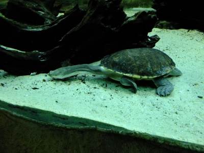 ZOO Ostrawa (Ostrava) ZOO Ostrawa (Ostrava)