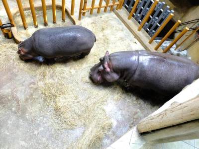 ZOO Ostrawa (Ostrava) ZOO Ostrawa (Ostrava)