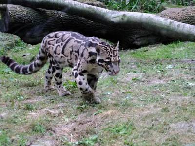 ZOO Ostrawa (Ostrava) ZOO Ostrawa (Ostrava)