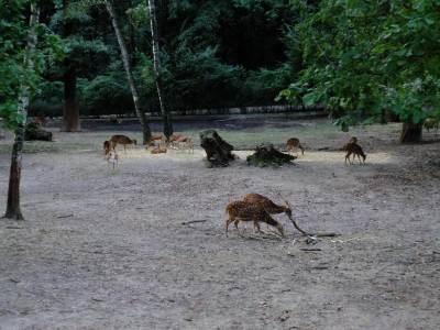 ZOO Ostrawa (Ostrava) ZOO Ostrawa (Ostrava)