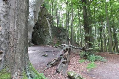 Zamek Ostrężnik Zamek Ostrężnik