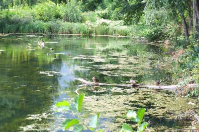 Złoty Potok Złoty Potok