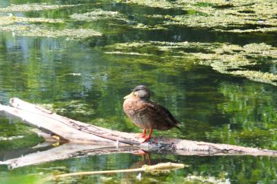 Złoty Potok Złoty Potok