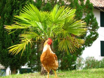 Złombol 2014 - Luźne Gacie Bez Suwaka - Grado Złombol 2014 - Luźne Gacie Bez Suwaka - Grado