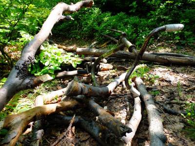 Magurka Wilkowicka Magurka Wilkowicka