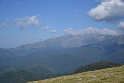 Transalpina Transalpina