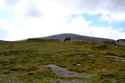 Transalpina Transalpina