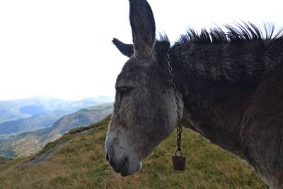 Transalpina Transalpina