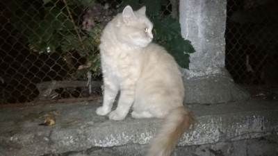 ZŁOMBOL 2018, CĂPĂȚÂNENII – ΚΆΜΠΟΣ ZŁOMBOL 2018, CĂPĂȚÂNENII – ΚΆΜΠΟΣ