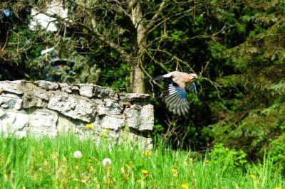 Zamek Biskupi w Sławkowie Zamek Biskupi w Sławkowie