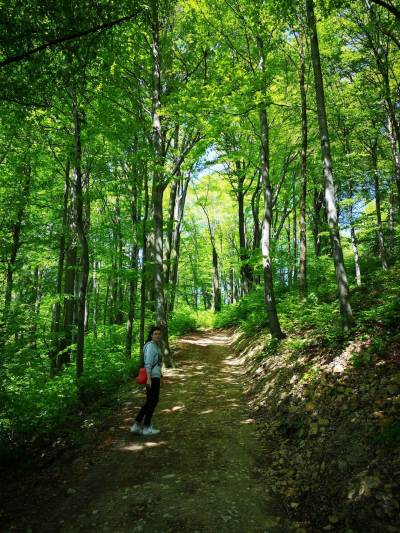 Zamek Lipowiec w Babicach Zamek Lipowiec w Babicach