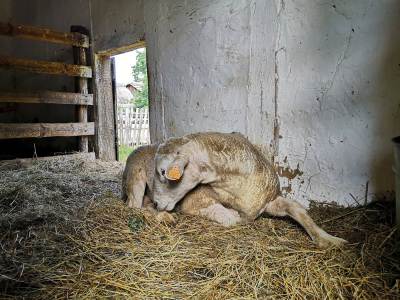 Muzeum Wsi Słowińskiej Kluki Muzeum Wsi Słowińskiej Kluki