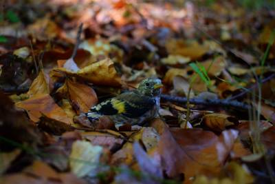 Chocianów, Pałac w Chocianowie Chocianów, Pałac w Chocianowie
