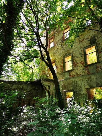 Ruiny Zamku w Chocianowcu Ruiny Zamku w Chocianowcu