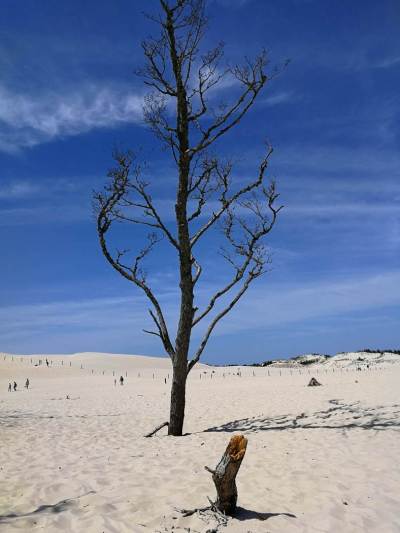 Słowiński Park Narodowy Wydma Lącka Słowiński Park Narodowy Wydma Lącka