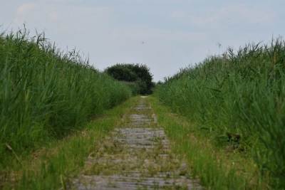 Stawy przemkowskie Stawy przemkowskie