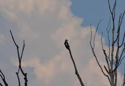 Stawy przemkowskie Stawy przemkowskie