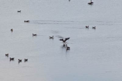 Stawy przemkowskie Stawy przemkowskie